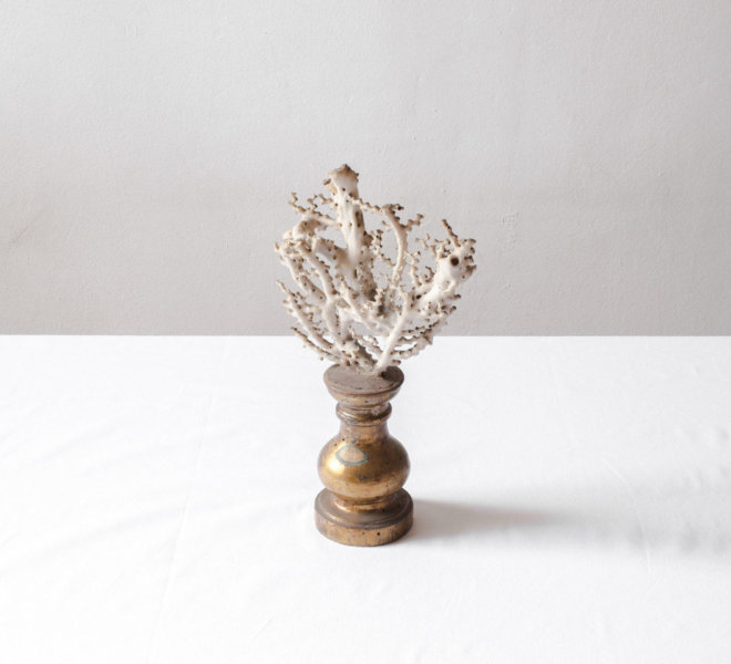 web_8. Jacopo Valentini from the series Vis Montium (Corallo collezione Spallanzani #1), 2019