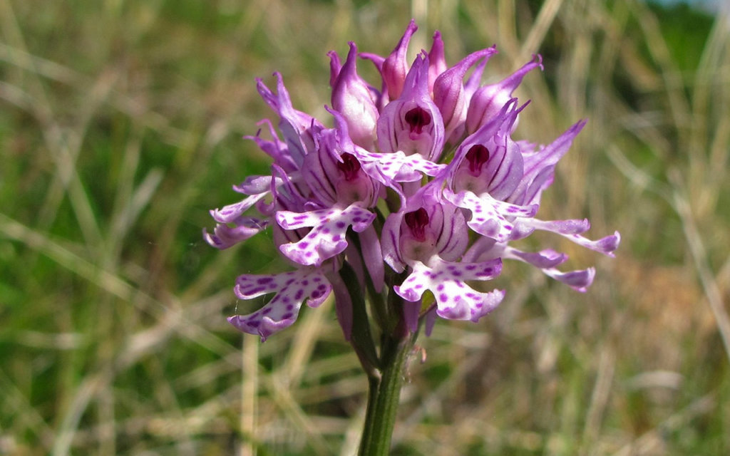 Il progetto veronese per promuovere tra i cittadini la conservazione della biodiversità sulle colline della Valpolicella