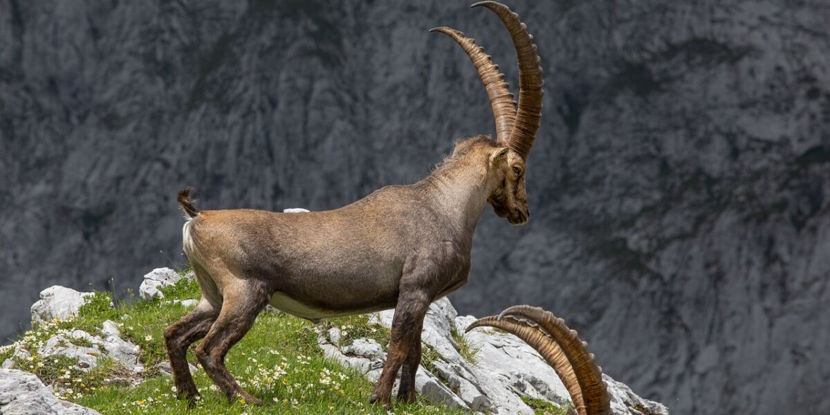 ibex-6674857_1280 ibex-6674857_1280
