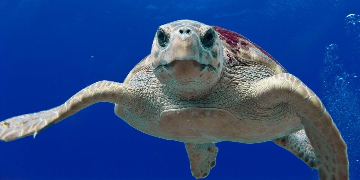 loggerhead-turtle-123402_1280