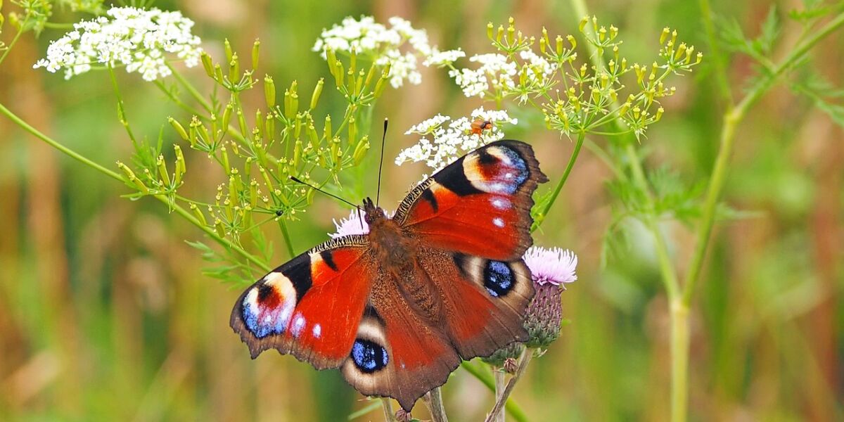 peacock-butterfly-1526939_1280