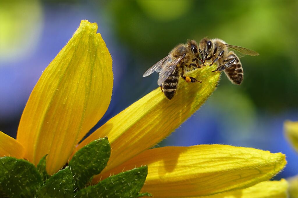 biodiversità