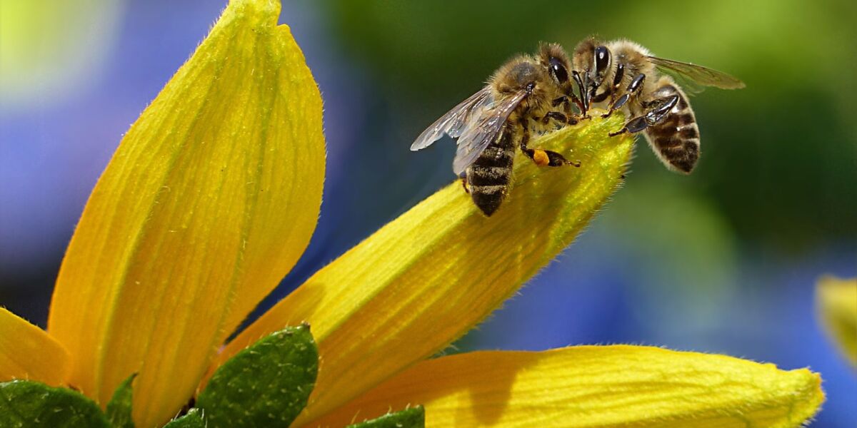 biodiversità