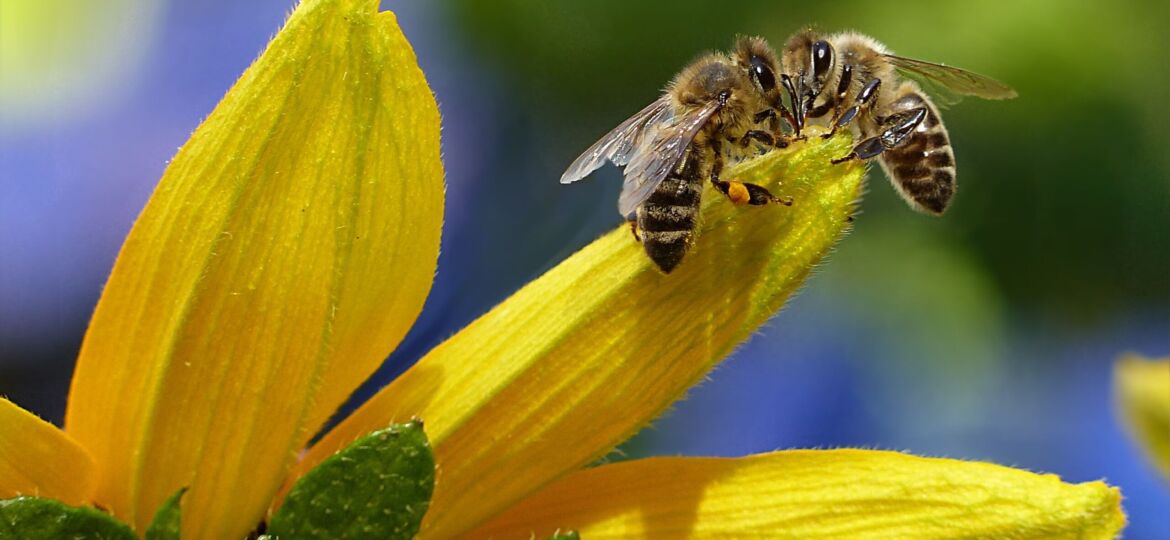 biodiversità