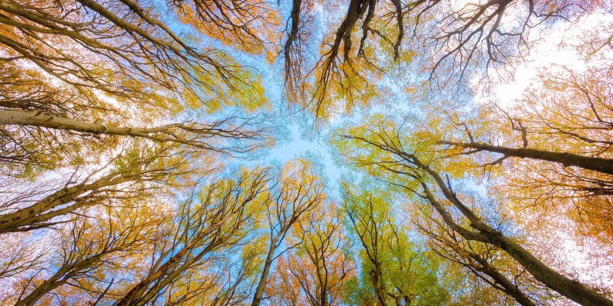 trees-5605176_1280 trees-5605176_1280