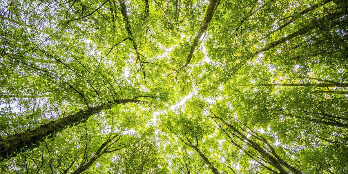 pexels-felix-mittermeier-957024 pexels-felix-mittermeier-957024
