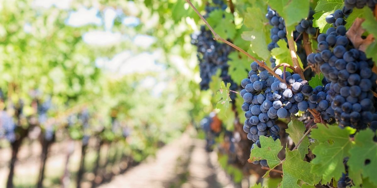 grapes-553462_1280 grapes-553462_1280