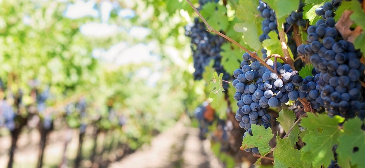 grapes-553462_1280