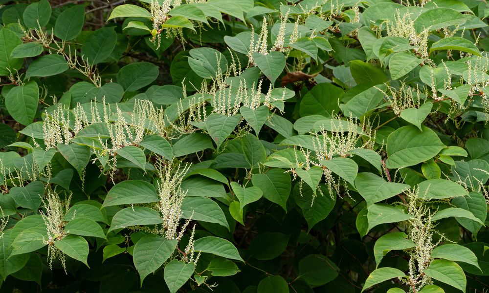 Reynoutria_japonica_in_Brastad_1 La pianta-icona di Udatinos a è la Reynoutria Japonica